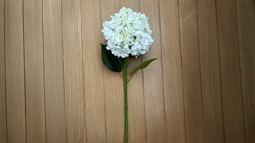 White Hydrangea Single Stem | Products | Fletchers on the Farm